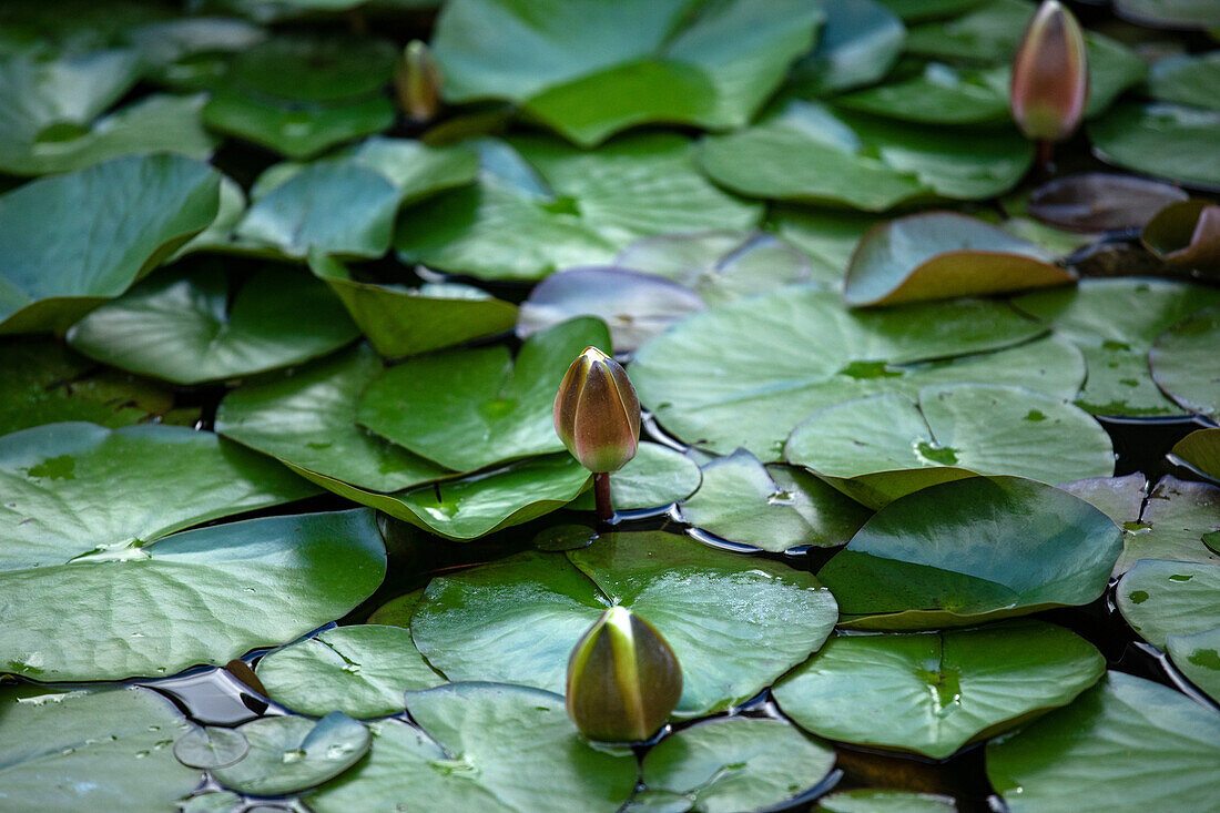 Nymphaea, white