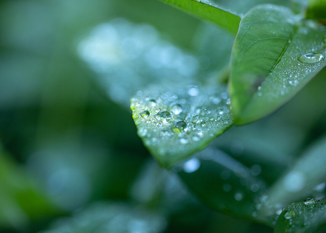 Blatt mit Wassertropfen