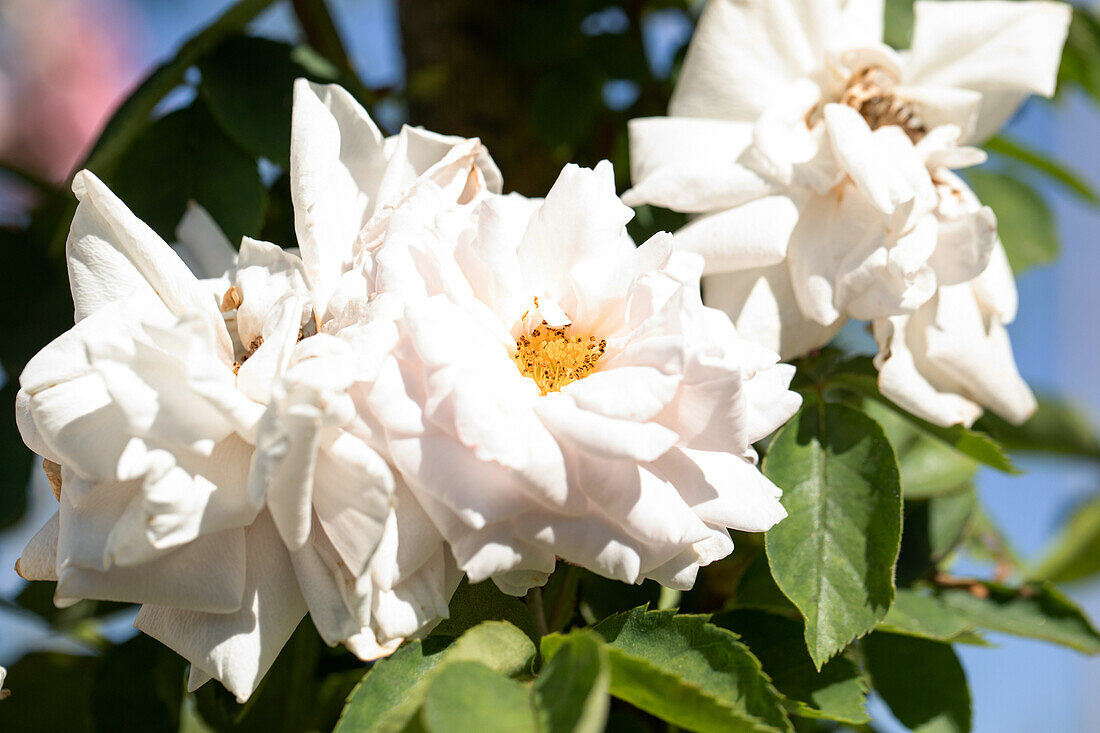 Rosa "Ash Wednesday" W. Kordes p. 1955