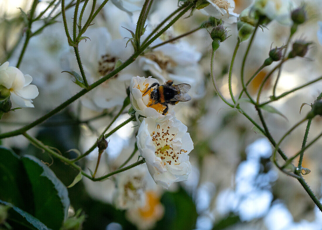 Rosa ,,Bellissima'' Kuhn, E. gefunden