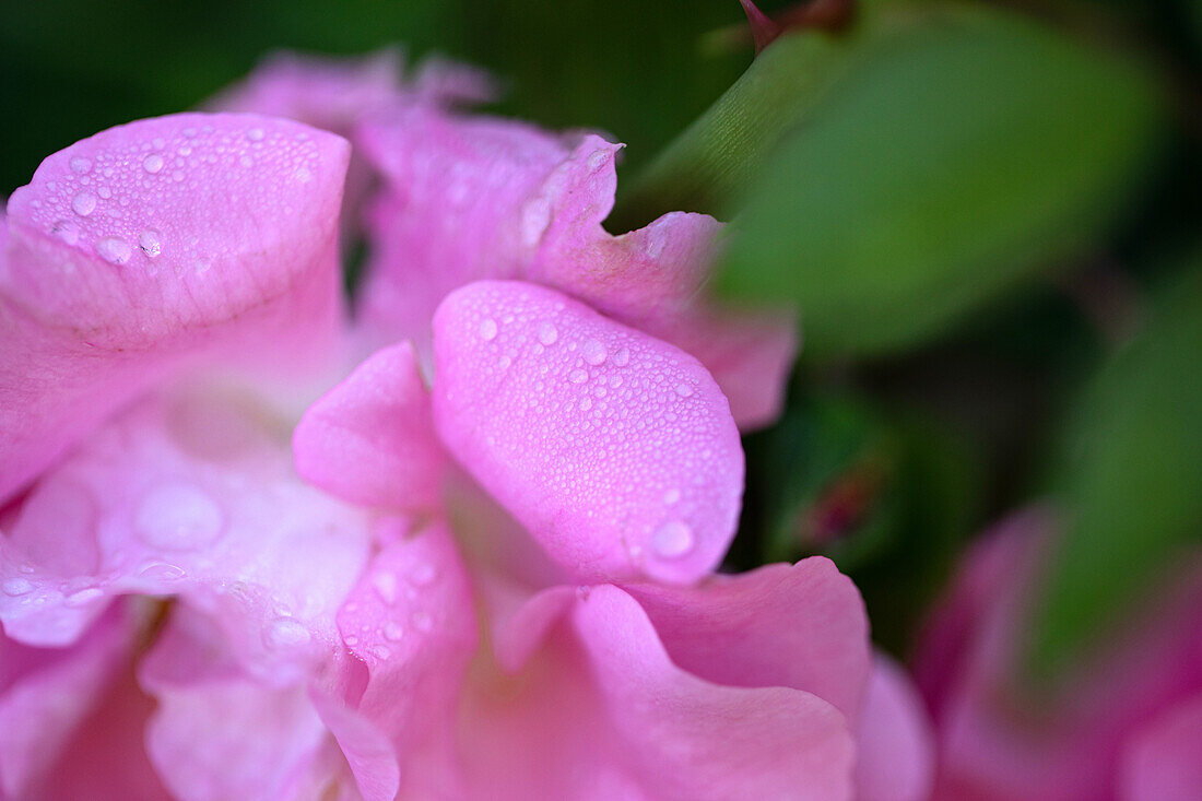 Climbing rose, pink