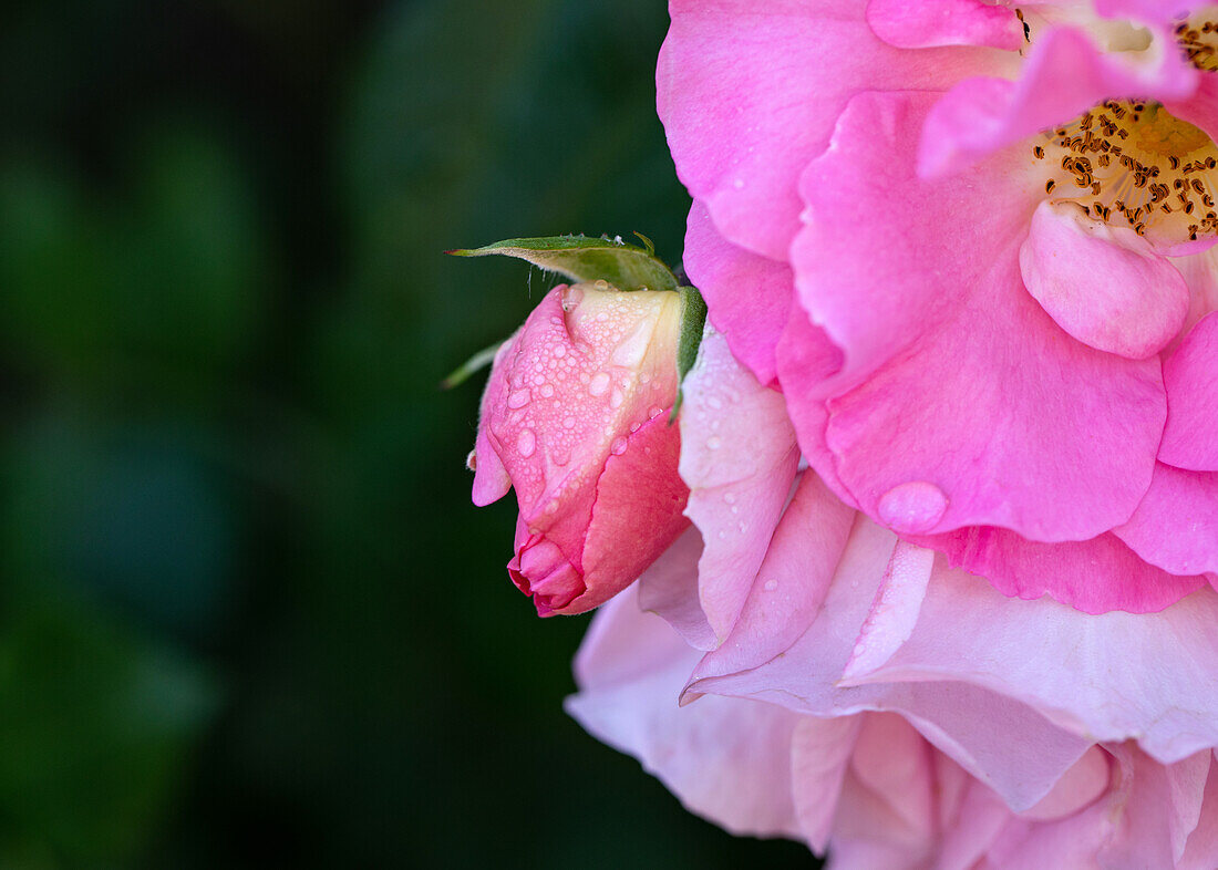 Climbing rose, pink