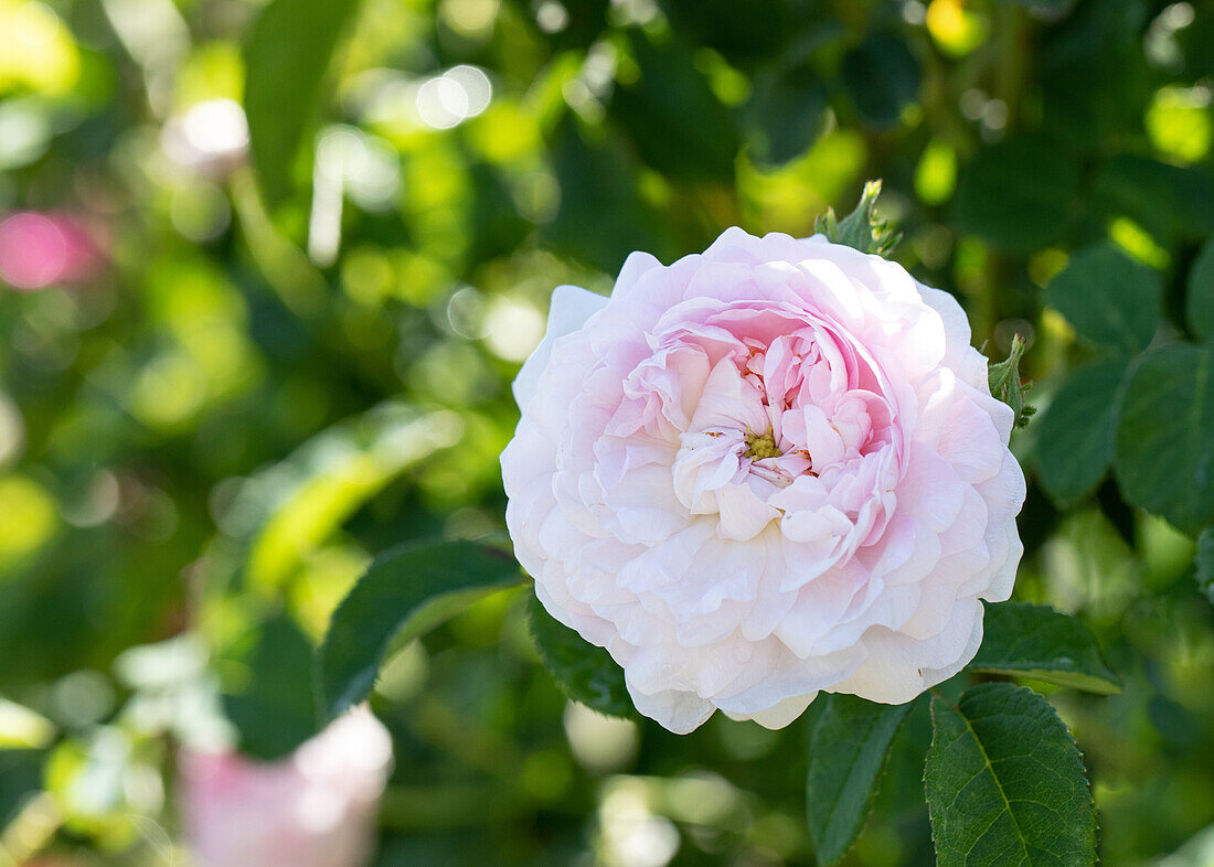 Rosa gallica 'Belle Isis'