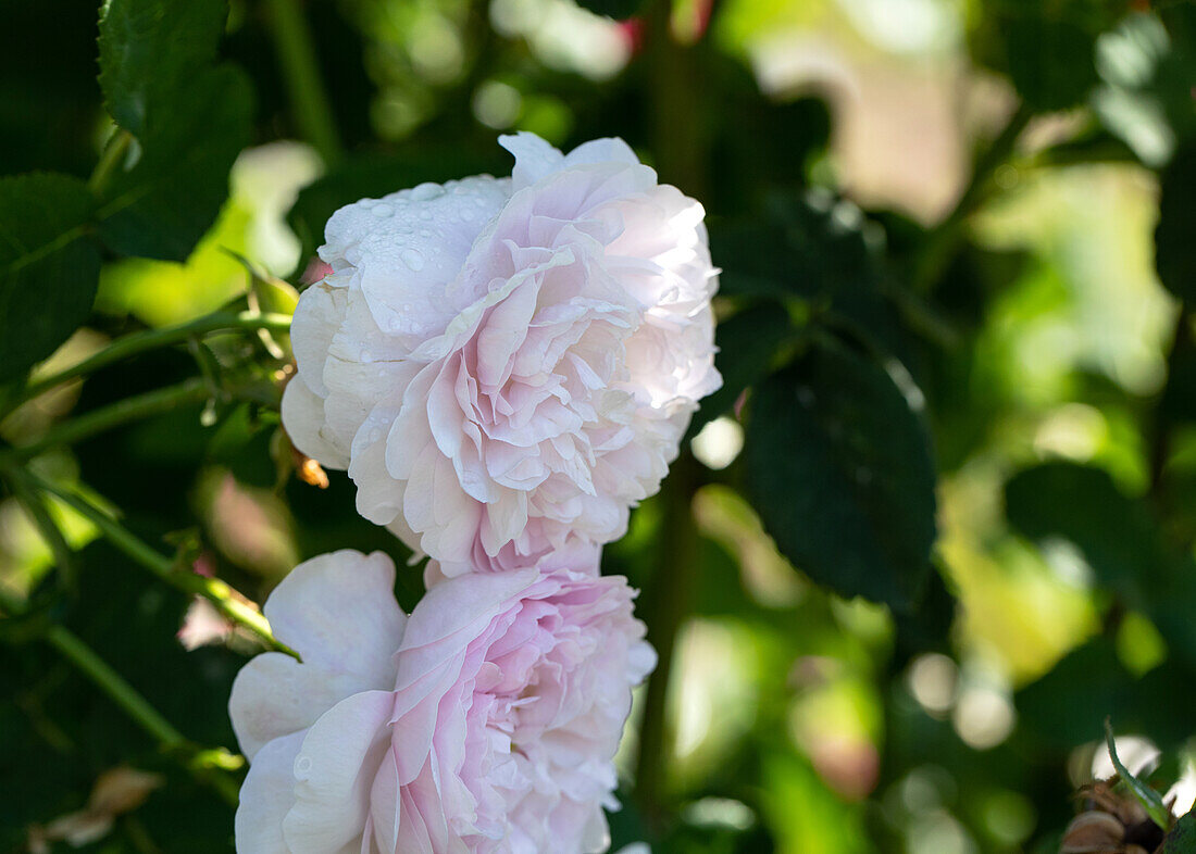 Rosa gallica 'Belle Isis'