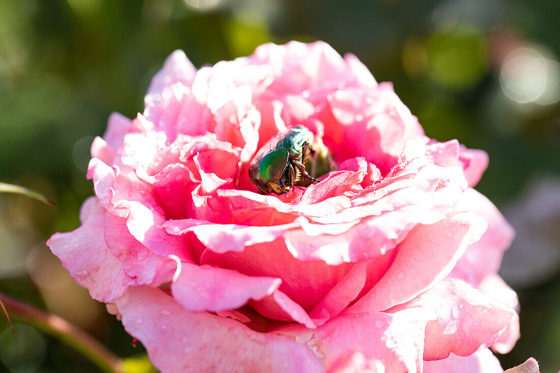 Rose with beetle