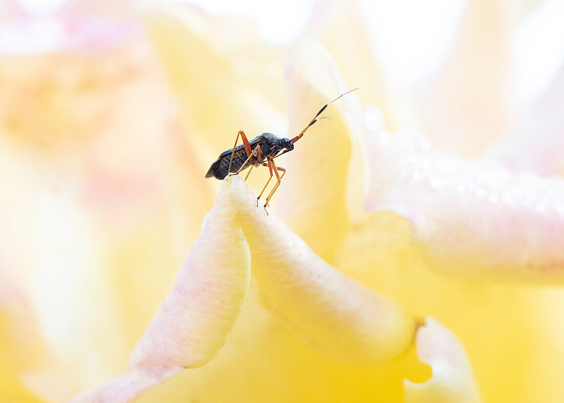 Beetle on rose blossom