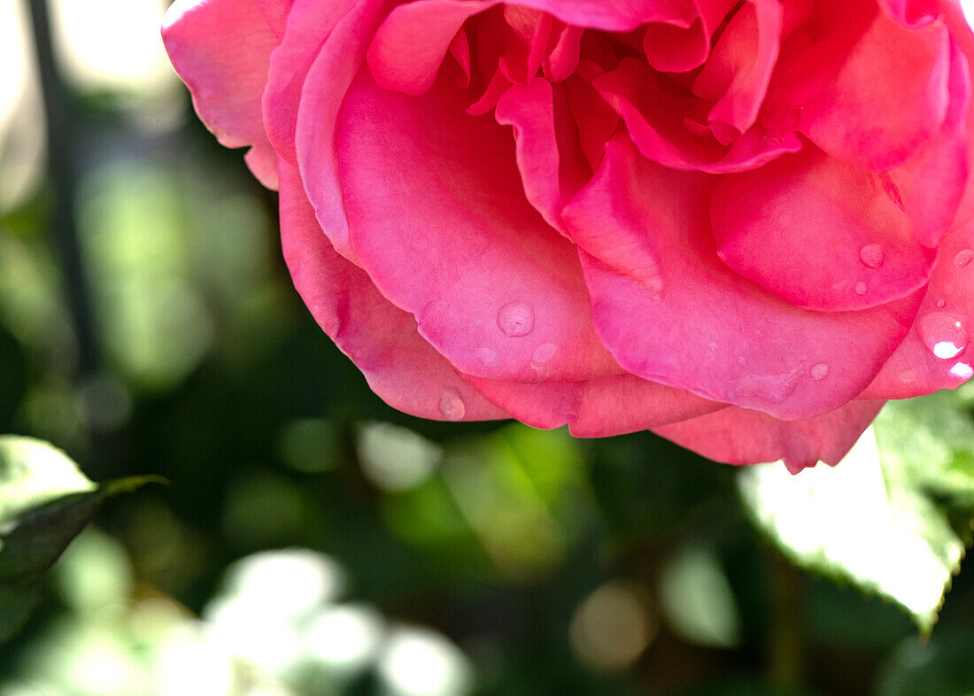 Rosa 'Express'