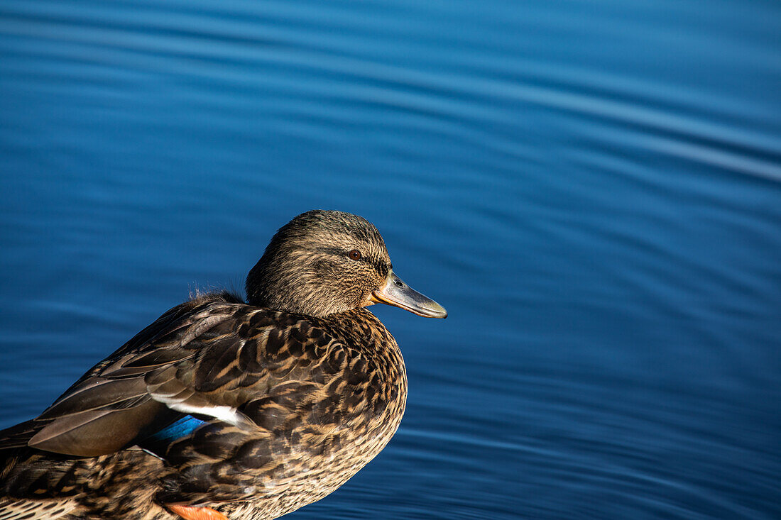 mallard