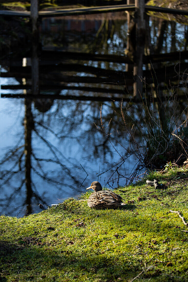 Duck on the pond shore