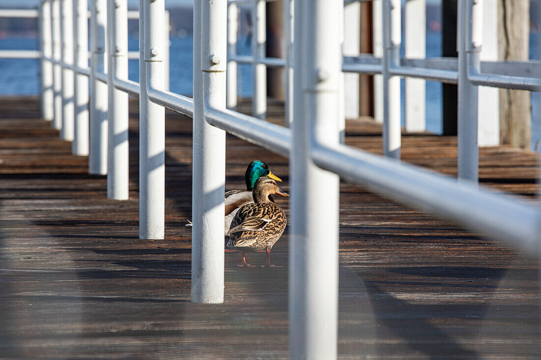 Ducks on footbridge