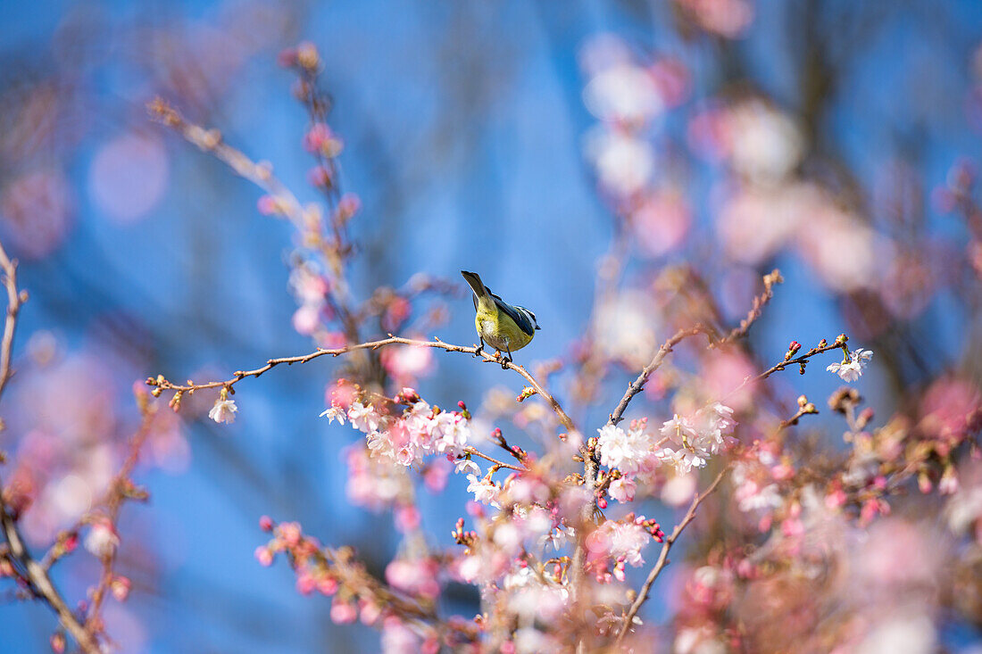 Bird on tree