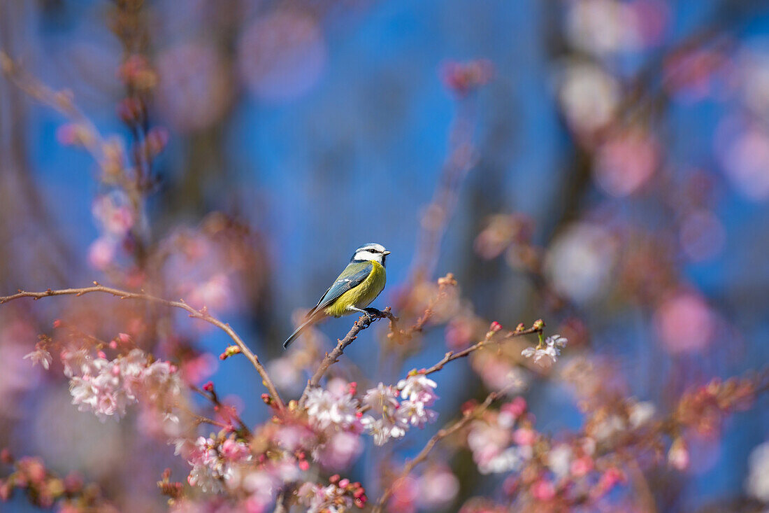 Blaumeise auf Baum