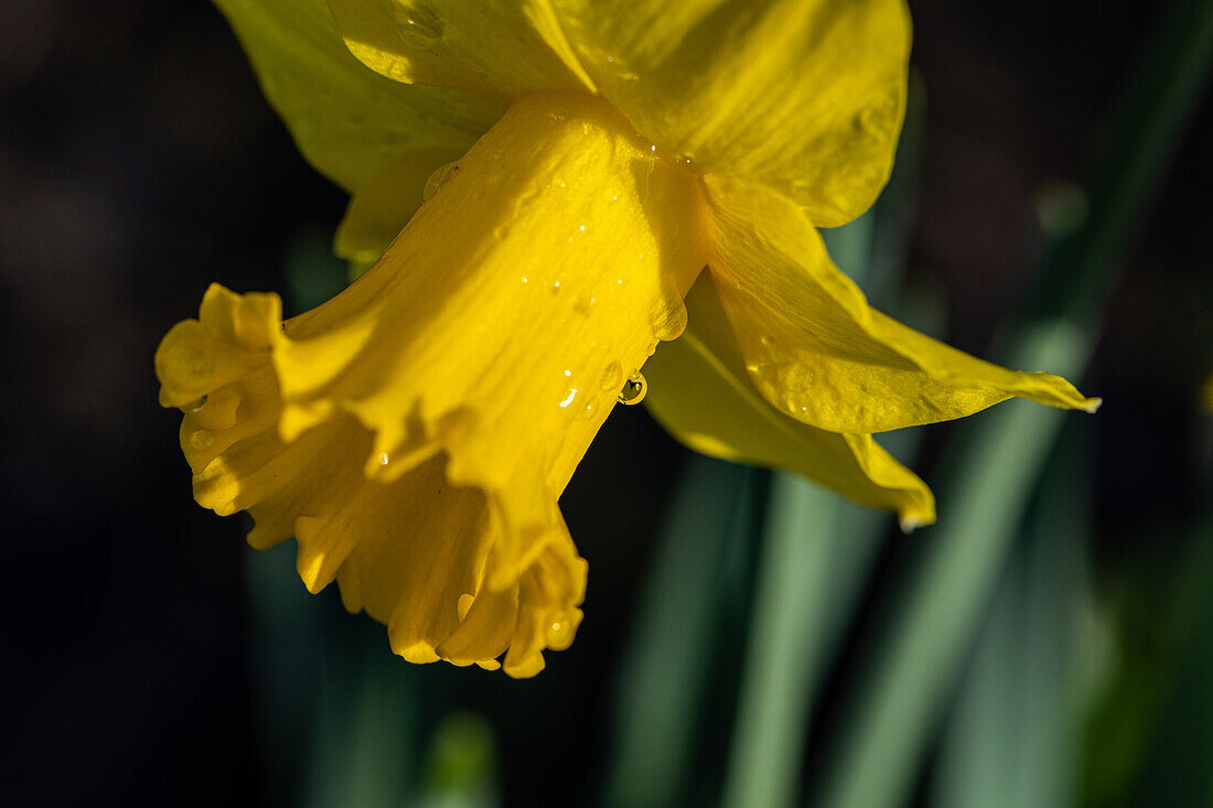 Narcissus Trumpet