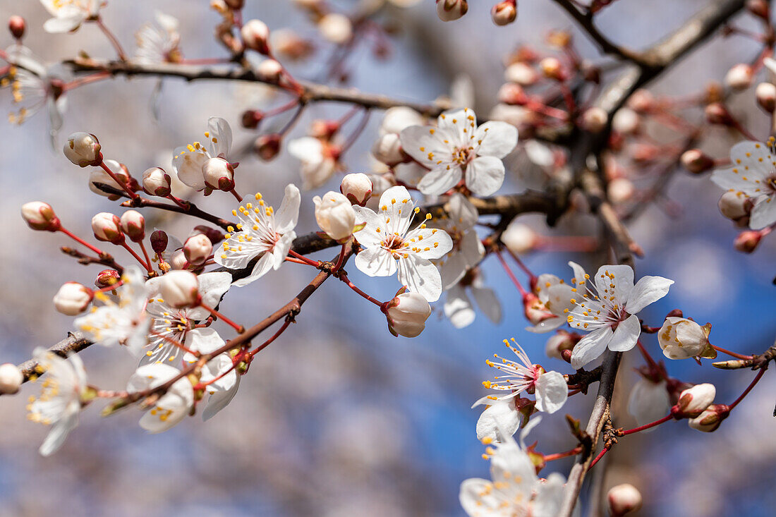 Prunus incisa