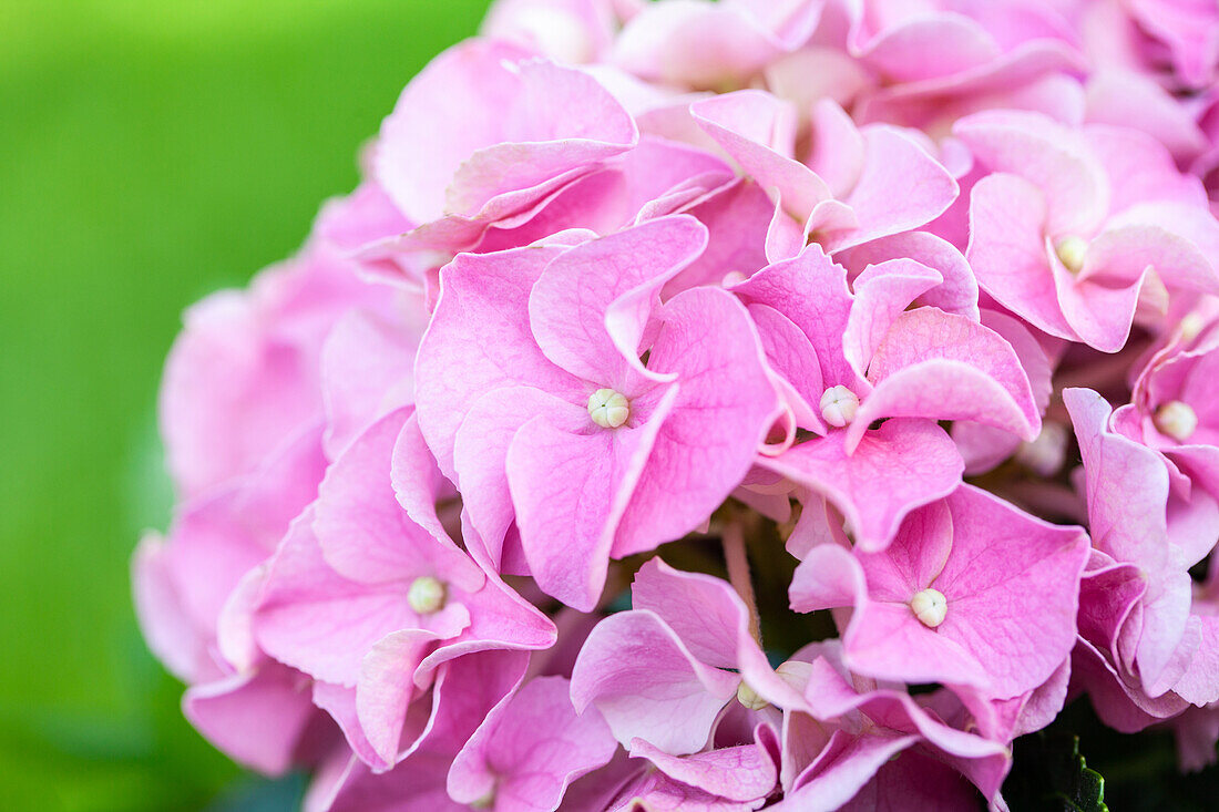 Hydrangea macrophylla, pink