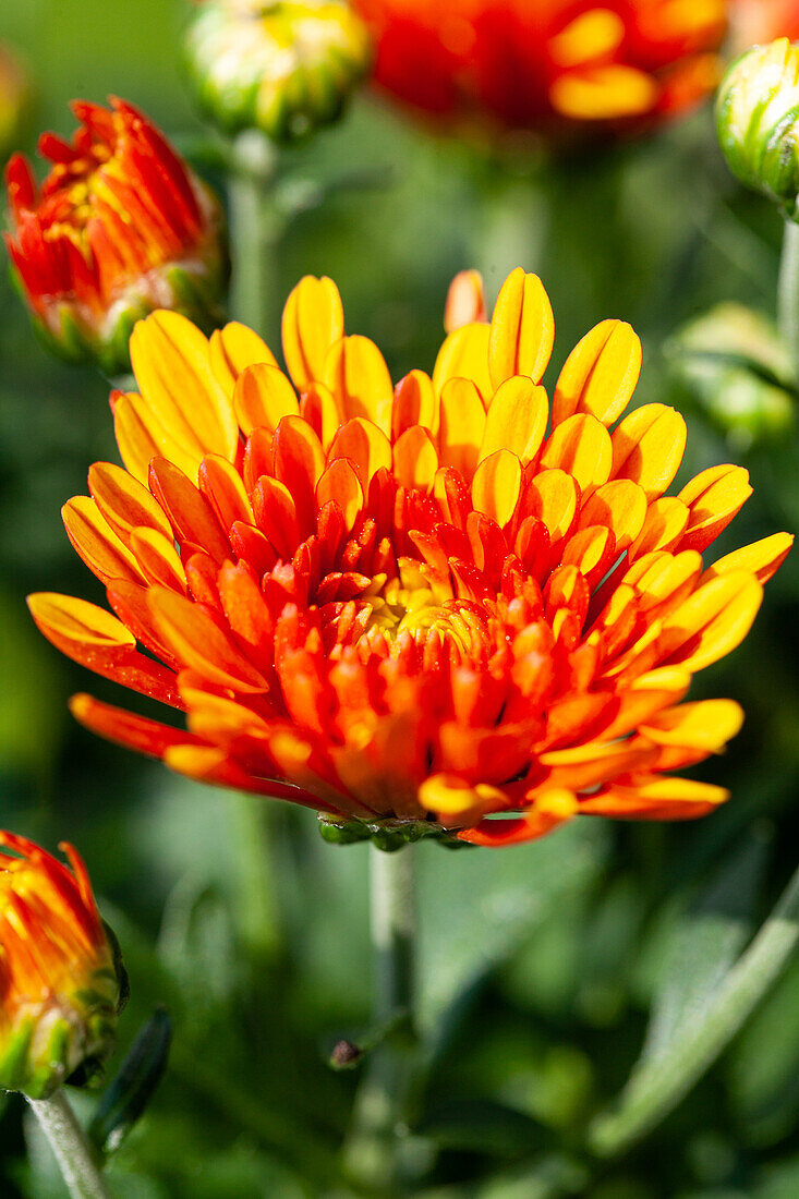 Chrysanthemum hortorum, orange