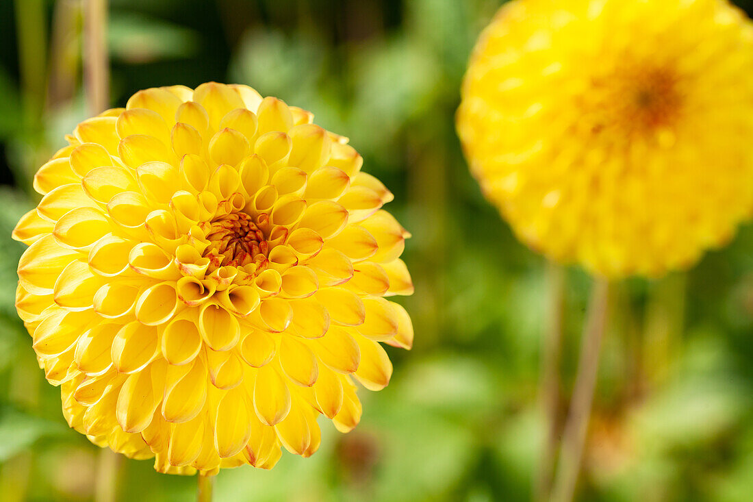 Dahlia Pompon, gelb