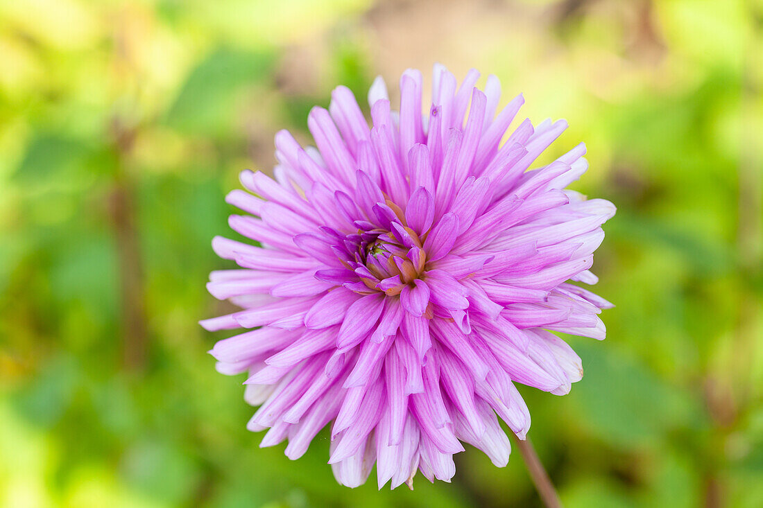 Dahlia, purple