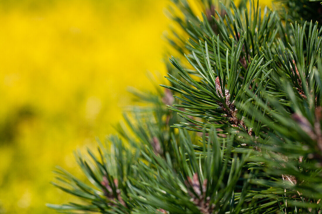 Pinus uncinata 'Green Wave'
