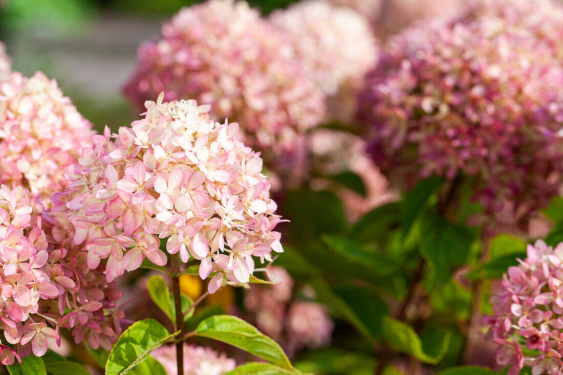 Hydrangea arborescens, rosa