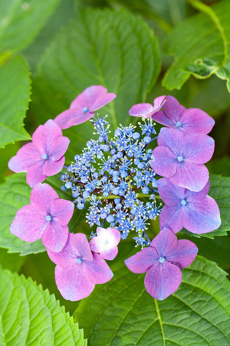 Hydrangea macrophylla, Teller