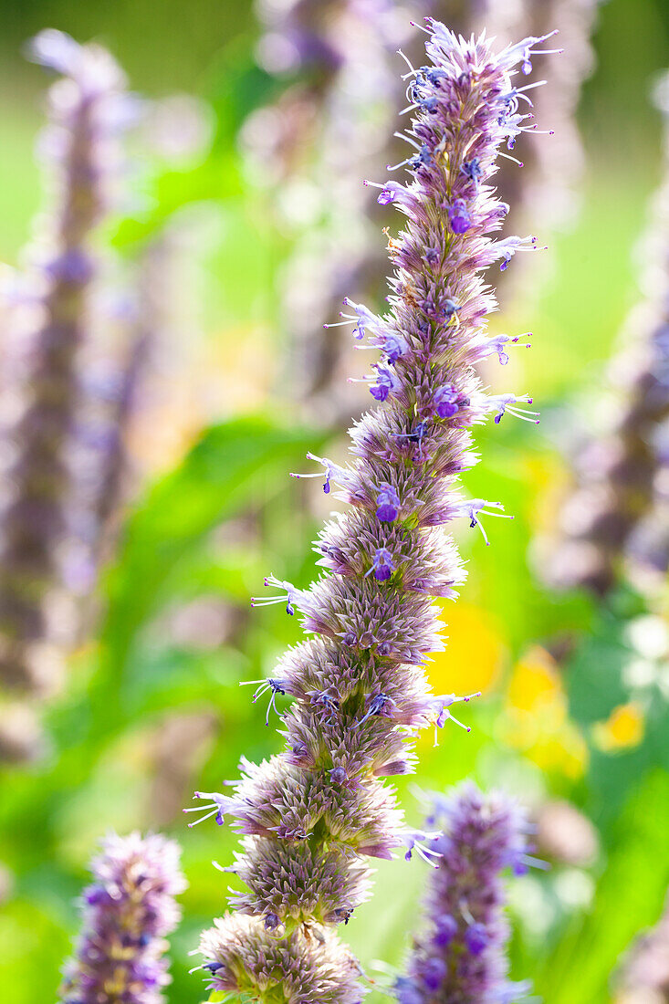 Agastache mexicana 'Liquorice blue'