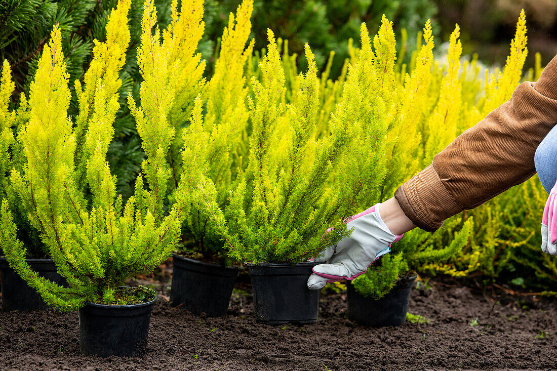 Erica arborea