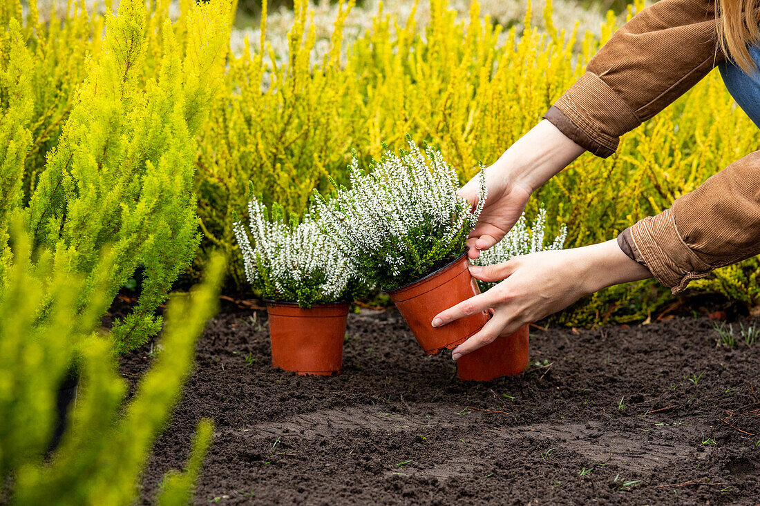 Planting heather