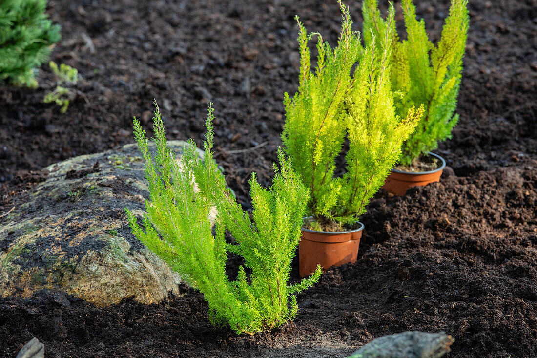 Erica arborea