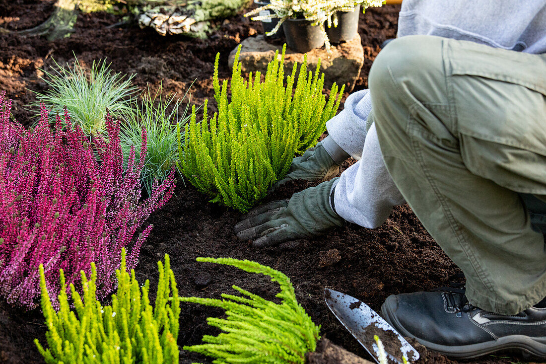 Gardener plants heather