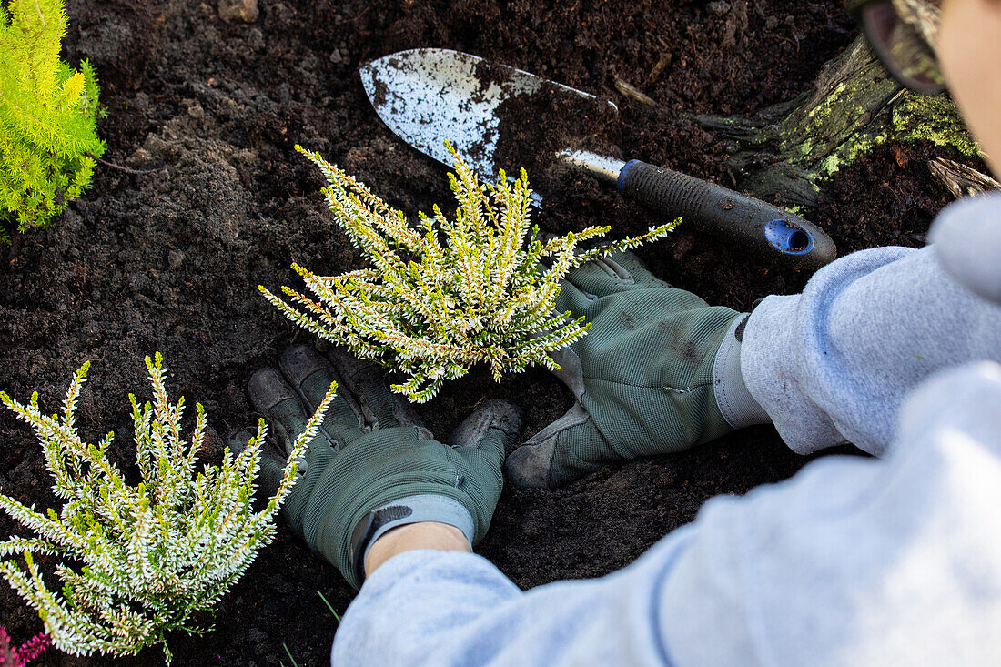 Gardener plants heather