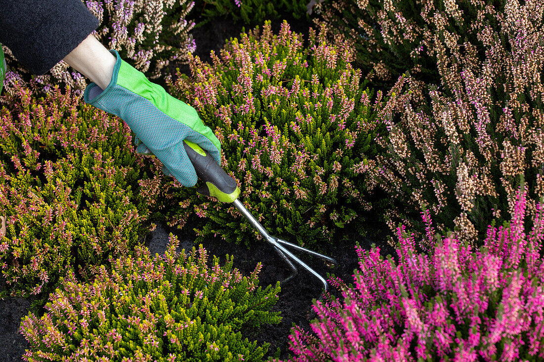 Maintaining the heather bed