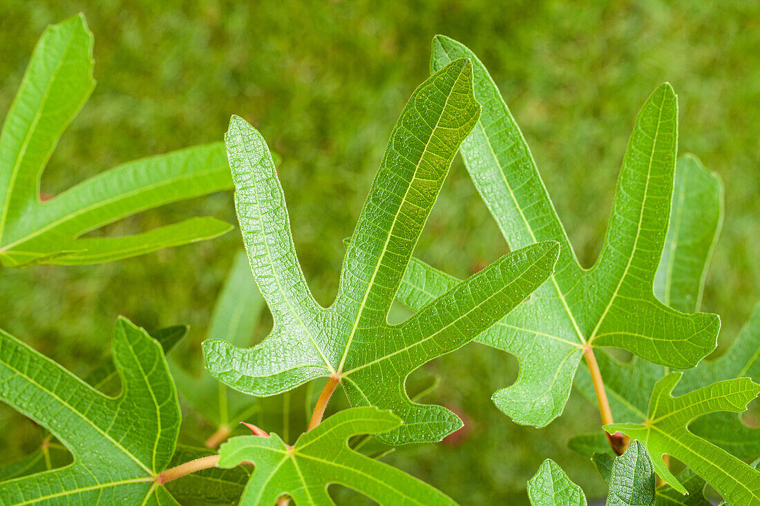 Ficus carica 'Rouge de Bordeaux'