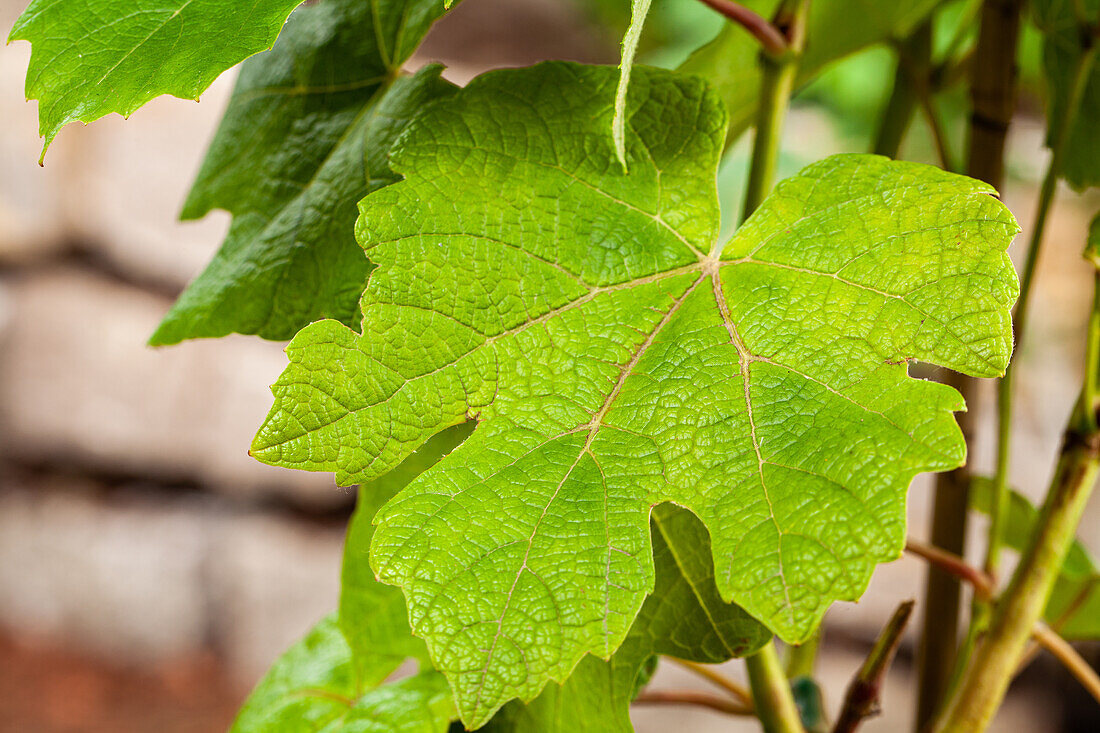 Vitis vinifera 'Vanessa'®