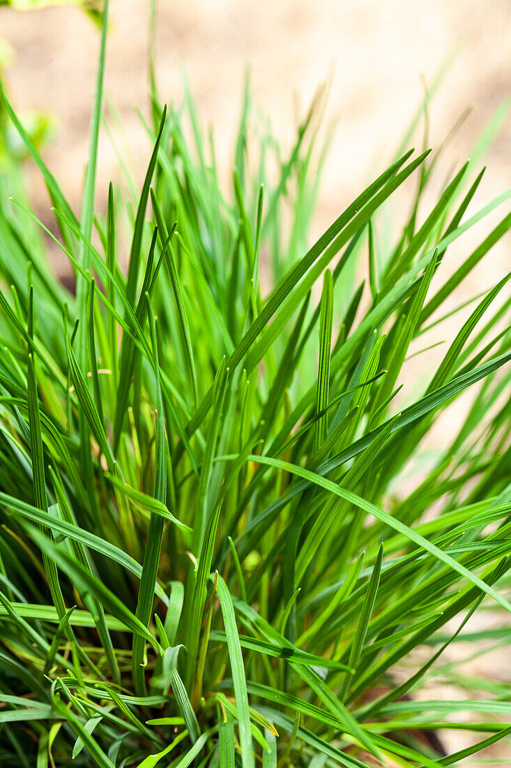 Molinia caerulea