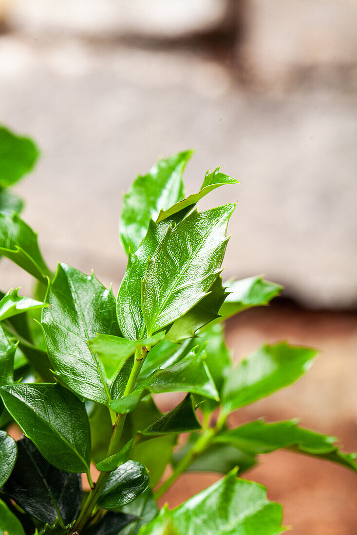 Ilex meserveae 'Blue Maid'