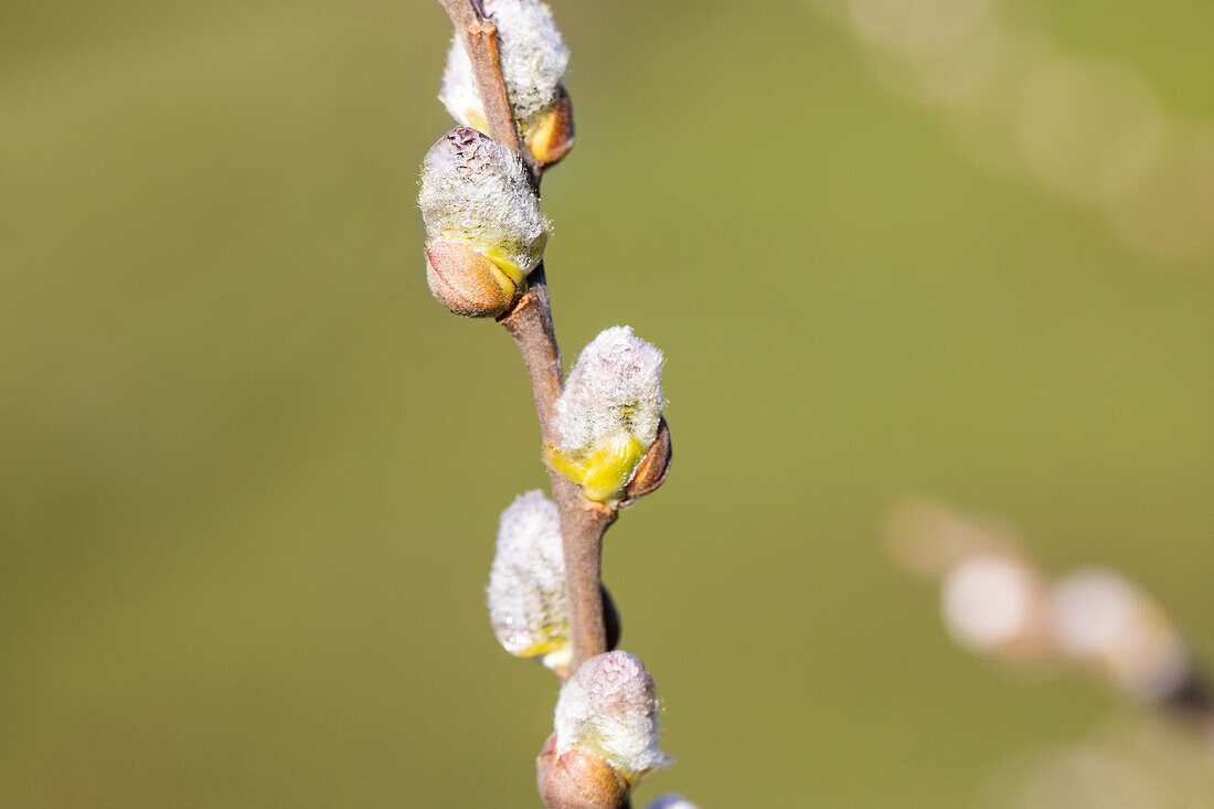 Salix