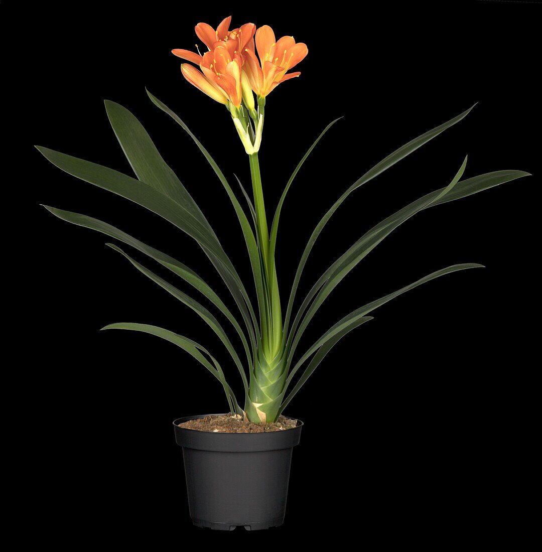 Clivia miniata