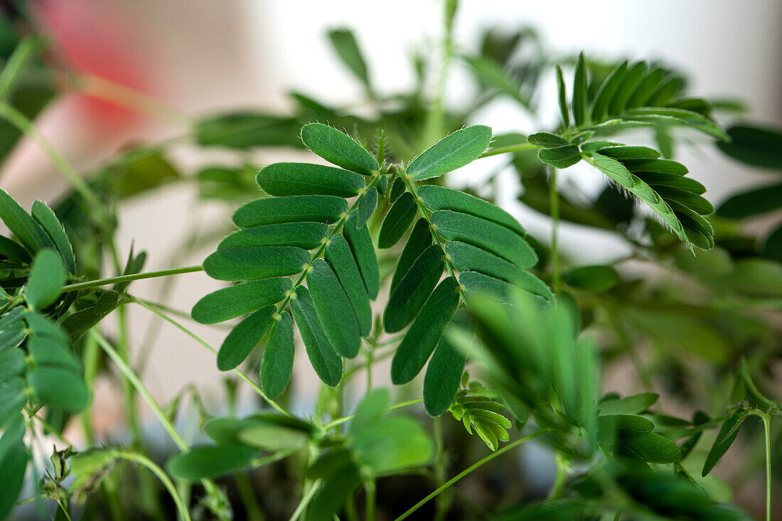 Mimosa pudica