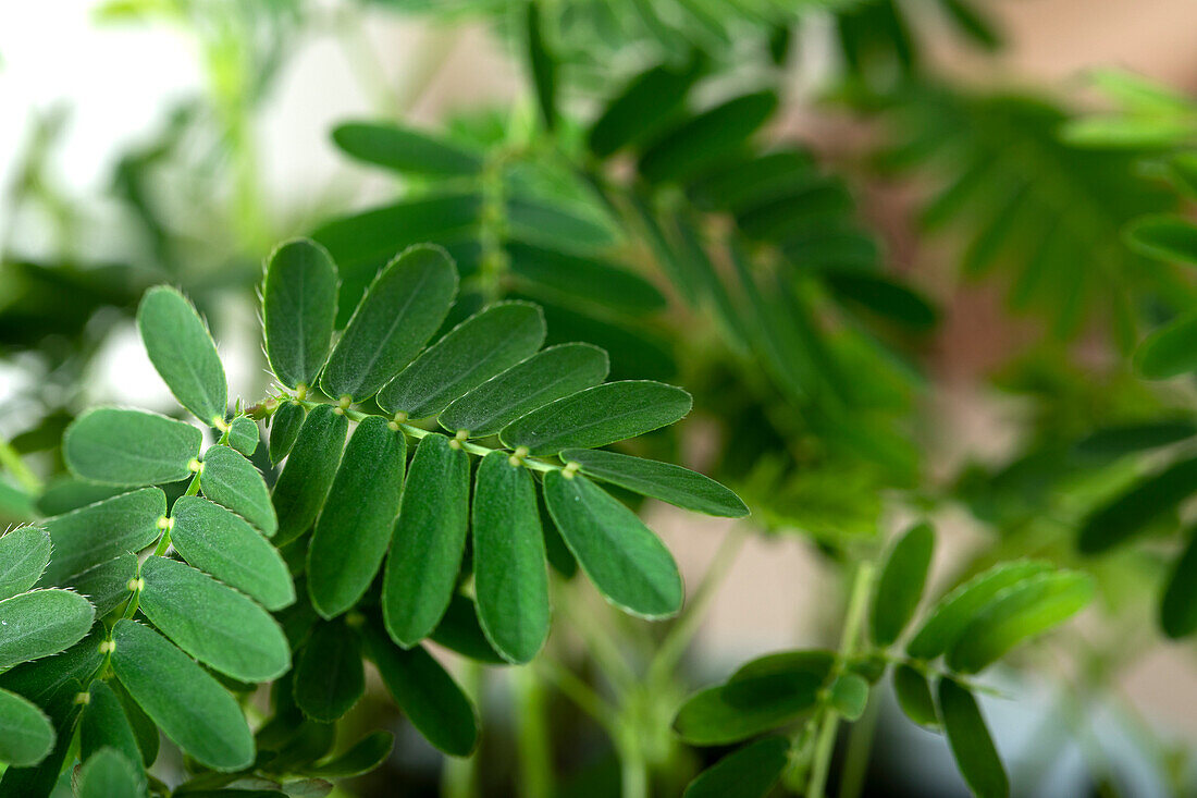 Mimosa pudica