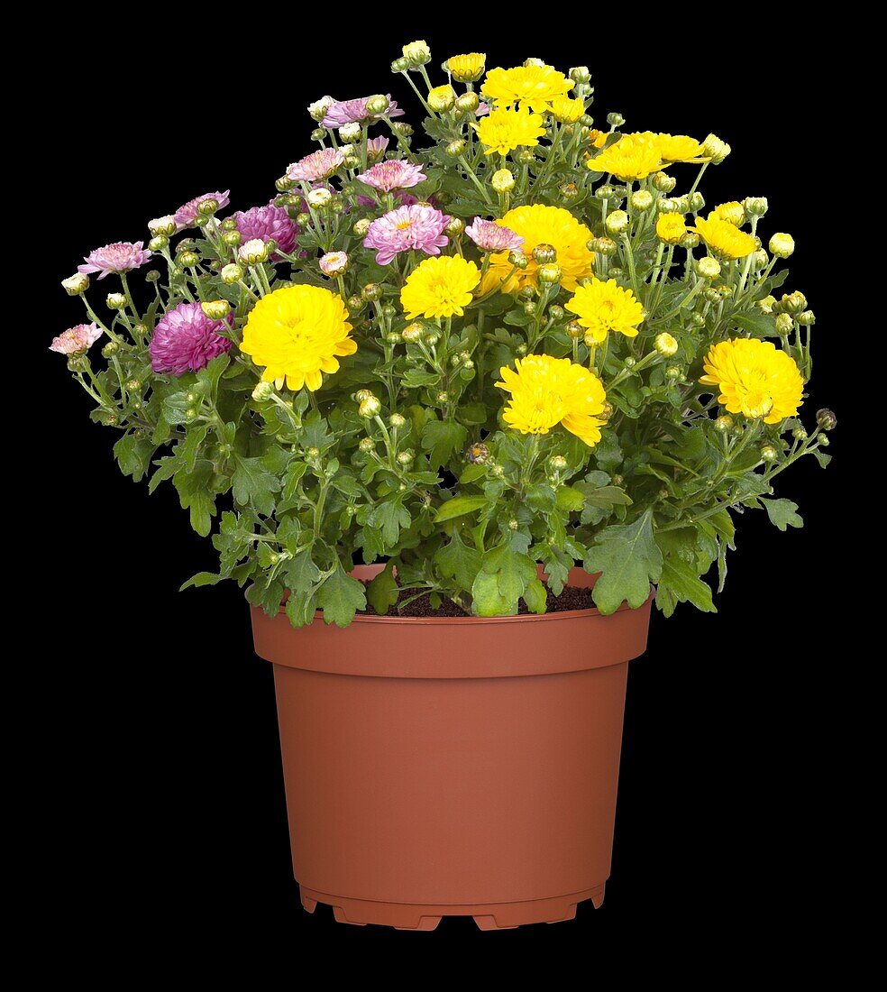 Chrysanthemum indicum, double