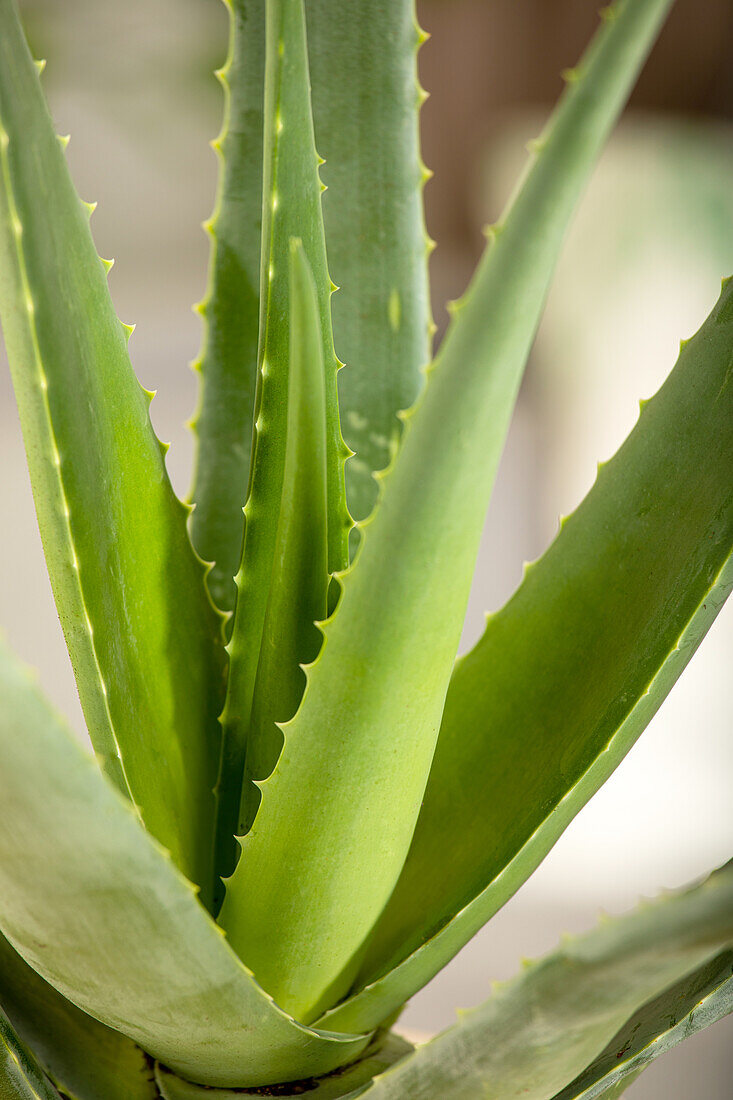 Aloe vera barbadensis miller