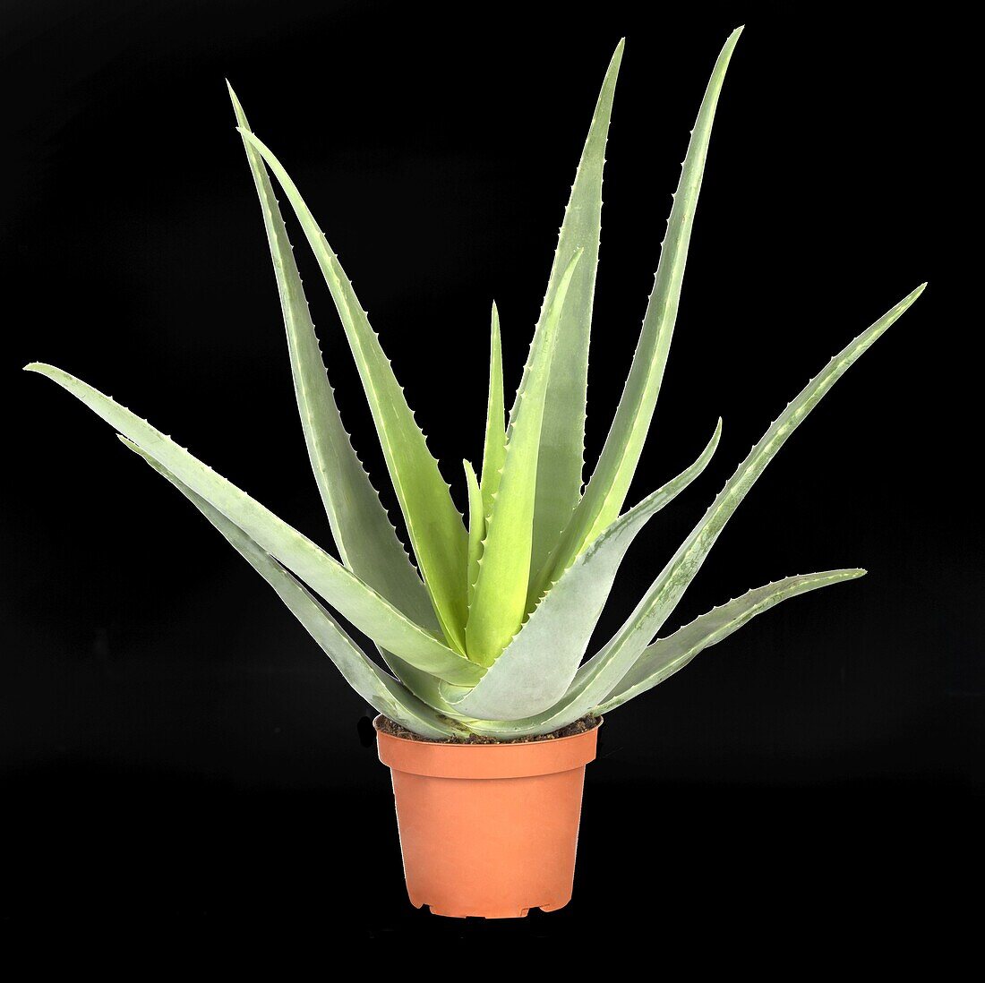 Aloe vera barbadensis miller