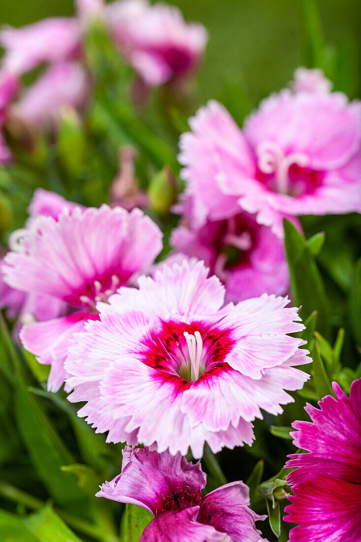 Dianthus chinensis