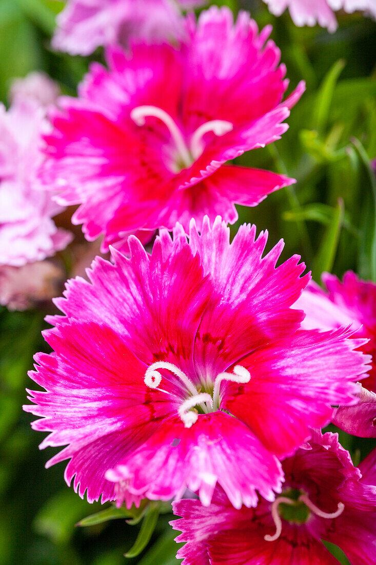 Dianthus chinensis