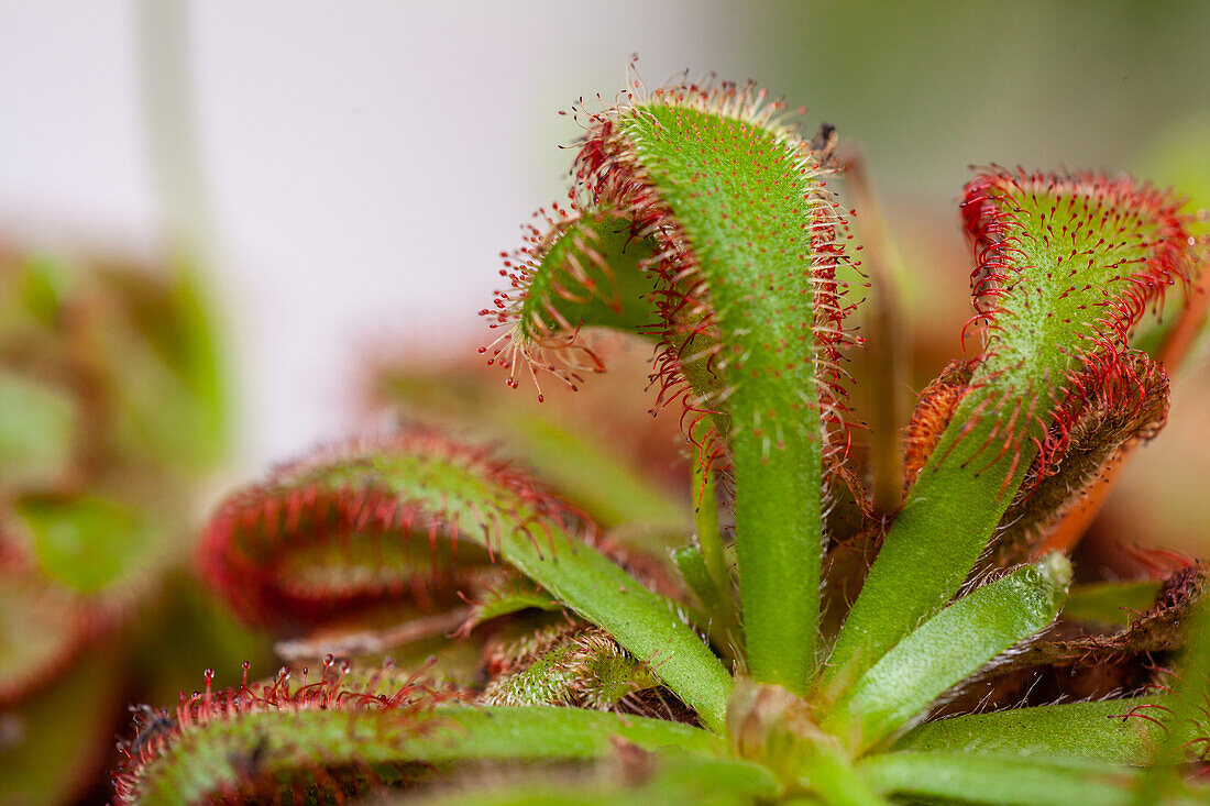 Drosera binata