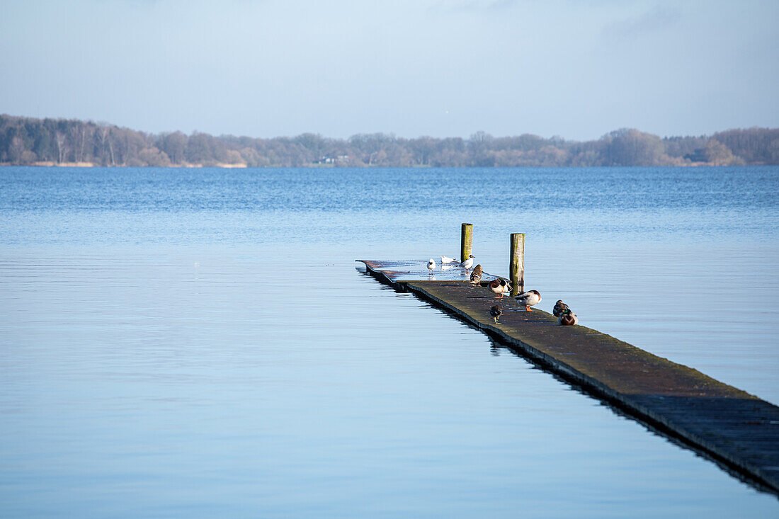 Steg mit Vögeln