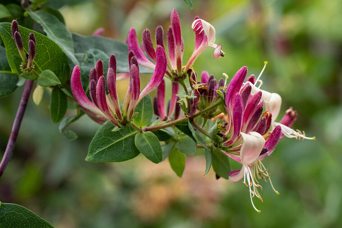 Lonicera heckrottii