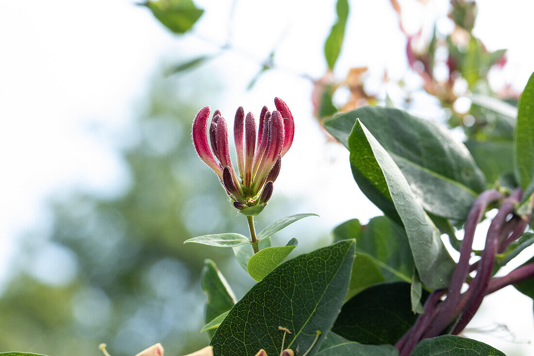 Lonicera heckrottii