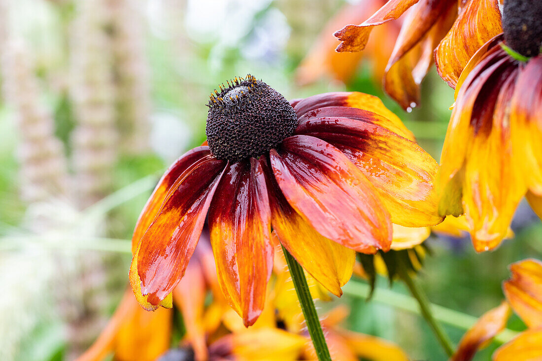 Rudbeckia hirta, gelb-rot